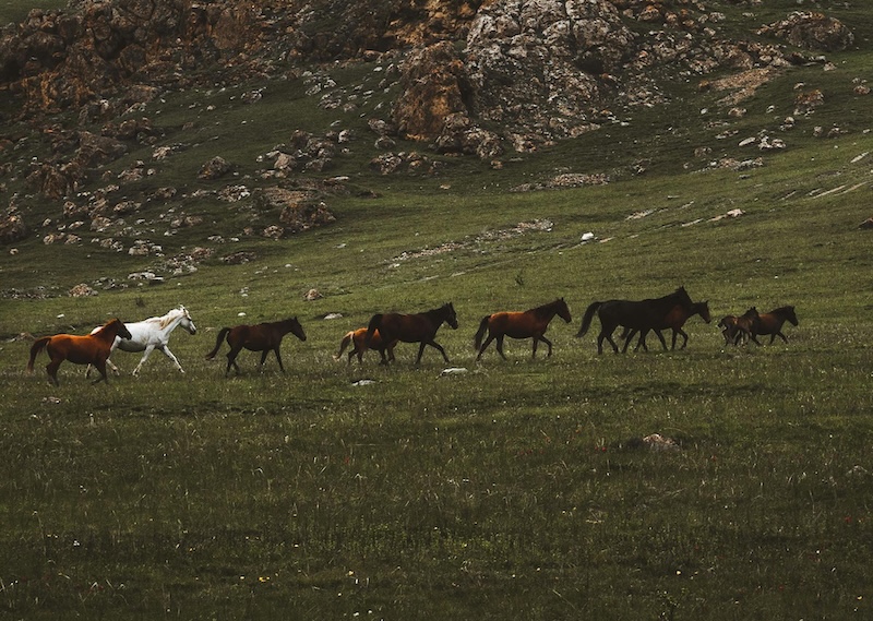 Del din ekspertviden på HorseJournal